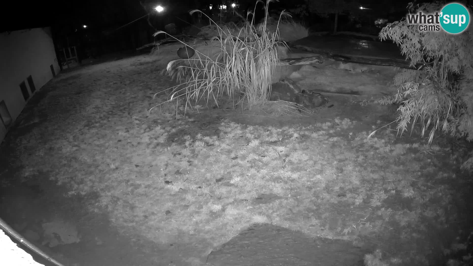 LEON Webcam en vivo en Ljubljana Zoo – Eslovenia