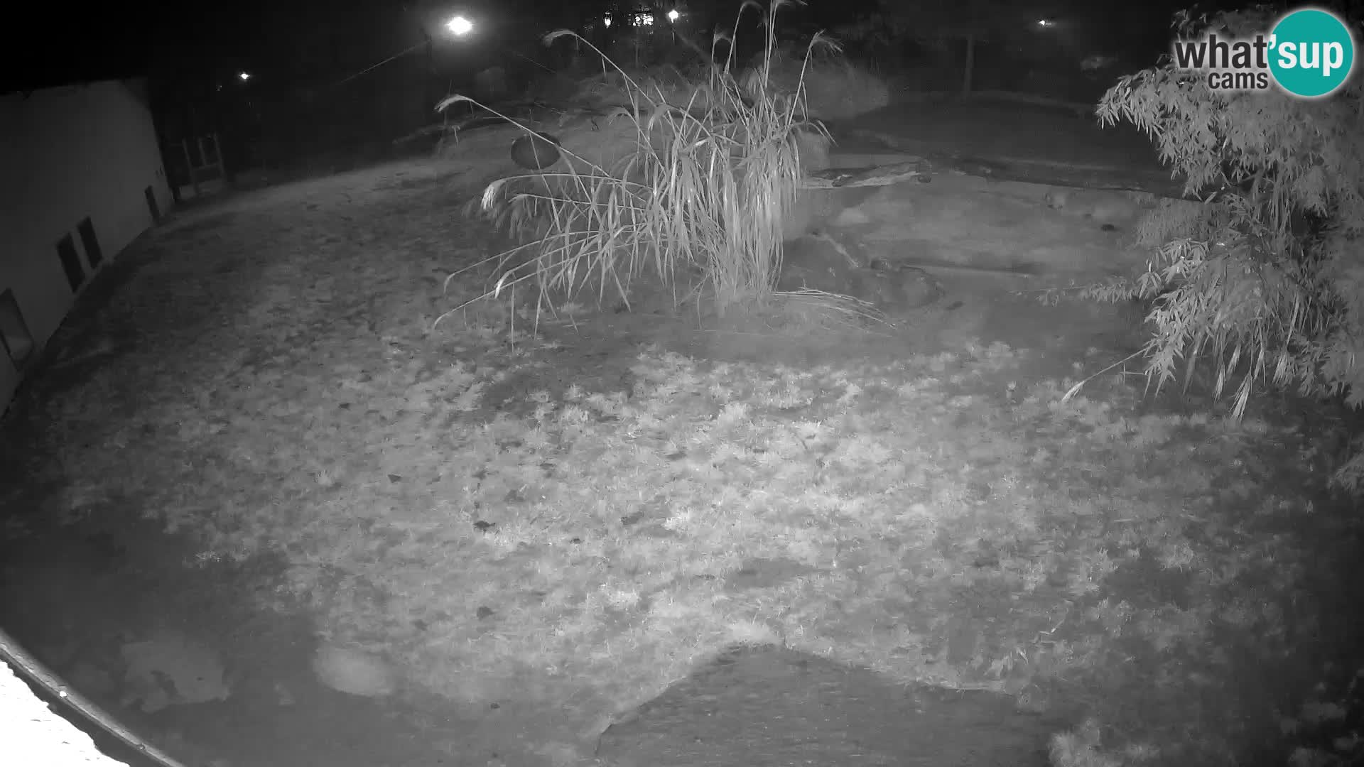 LEVI spletna kamera v živalskem vrtu Ljubljana Zoo