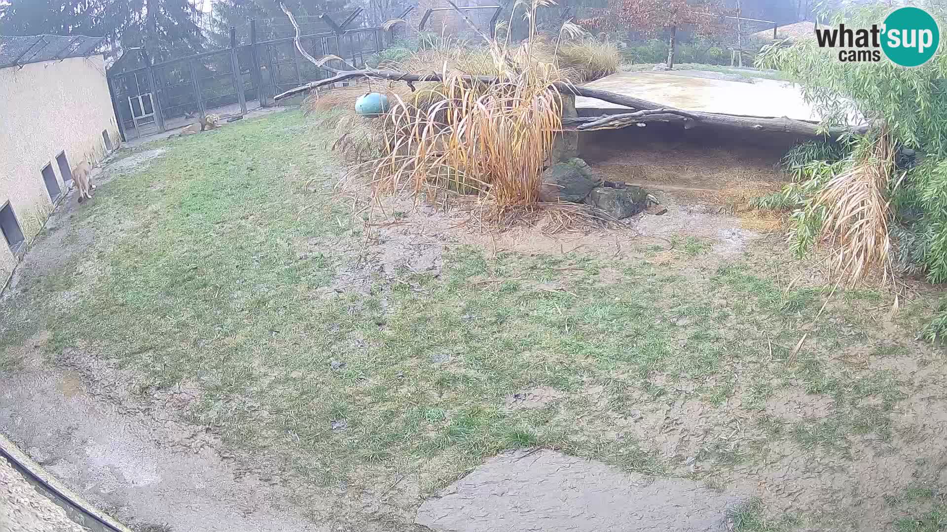 LEVI spletna kamera v živalskem vrtu Ljubljana Zoo