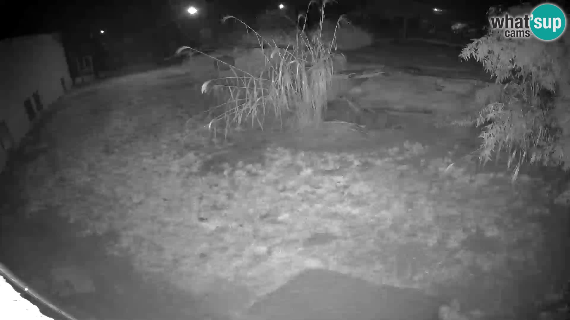 LEONE live Webcam nello zoo di Lubiana – Slovenia