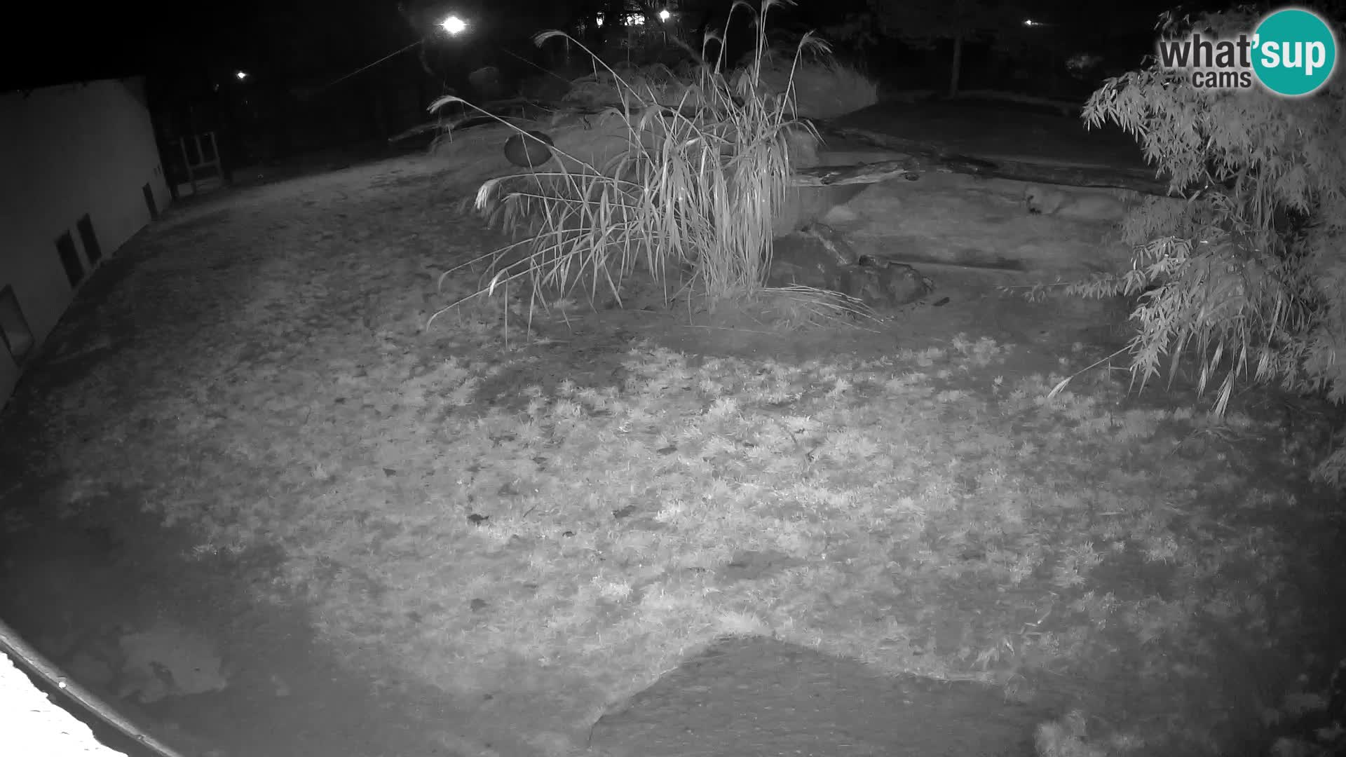 LION webcam en direct du zoo de Ljubljana – Slovénie