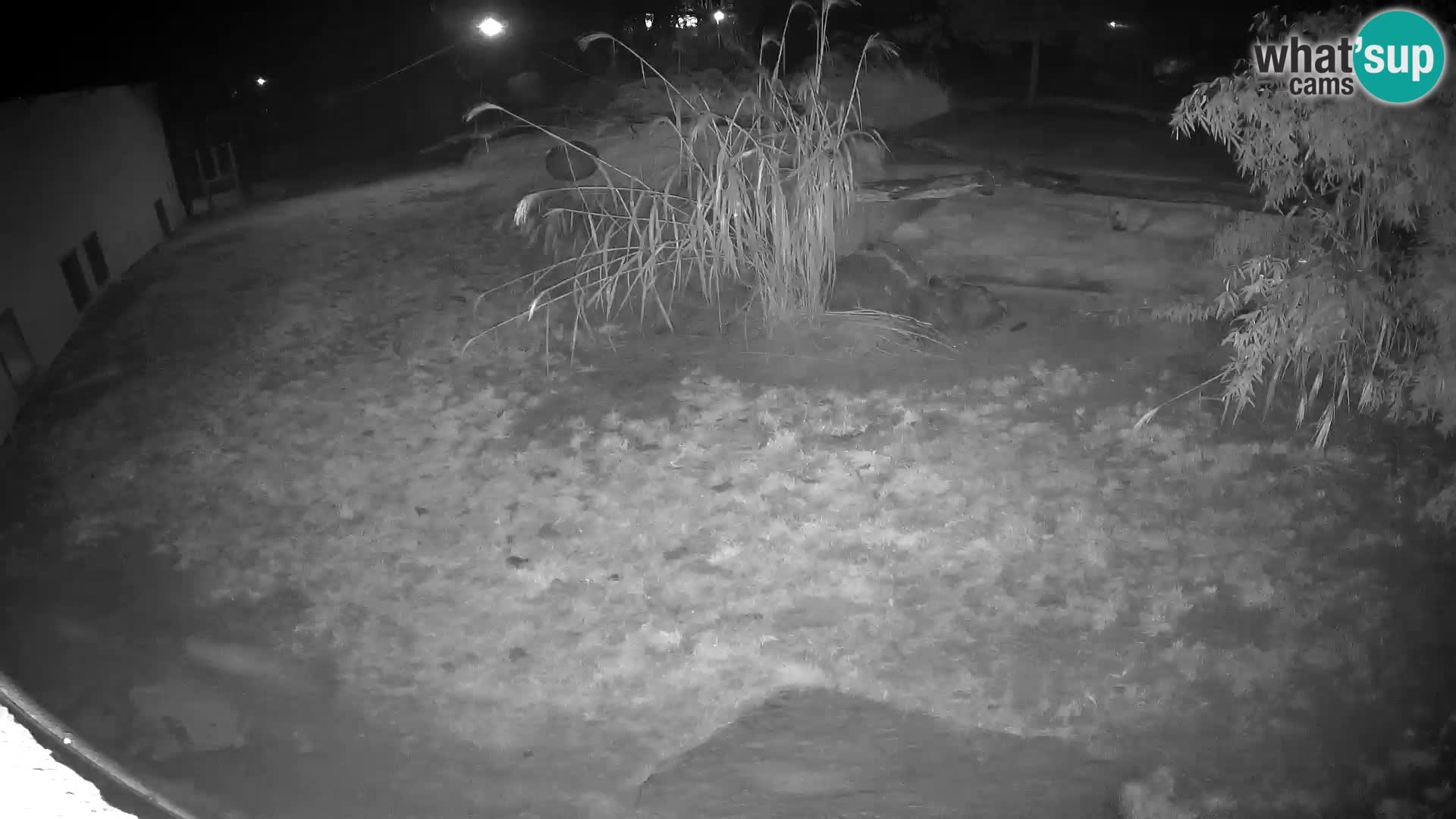 LEONE live Webcam nello zoo di Lubiana – Slovenia