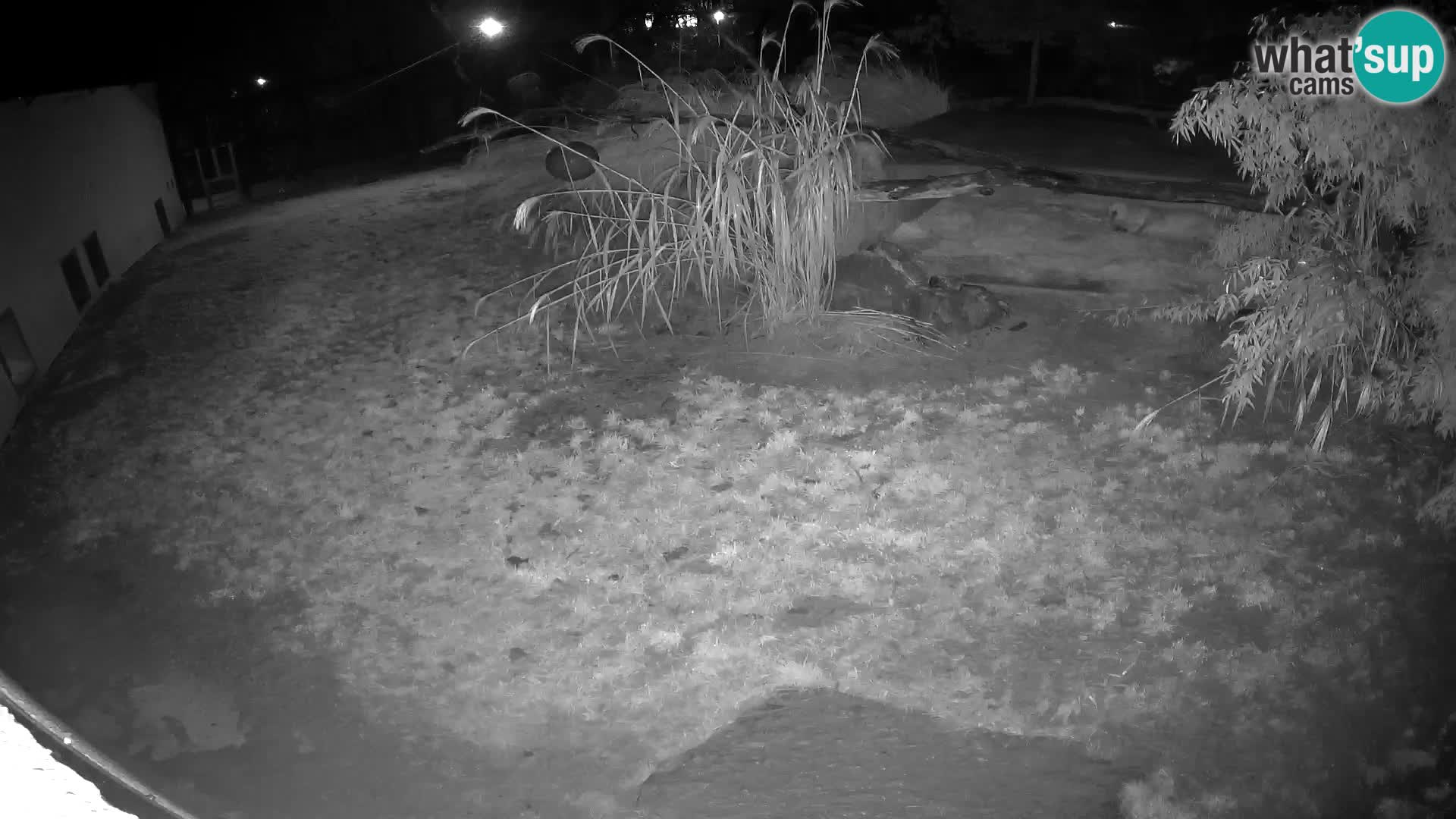 LION webcam en direct du zoo de Ljubljana – Slovénie