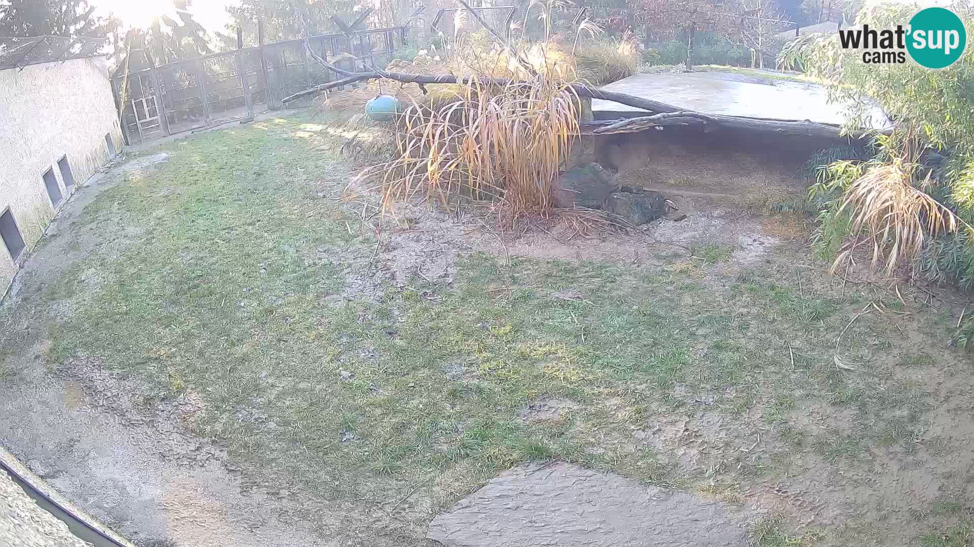 LEVI spletna kamera v živalskem vrtu Ljubljana Zoo