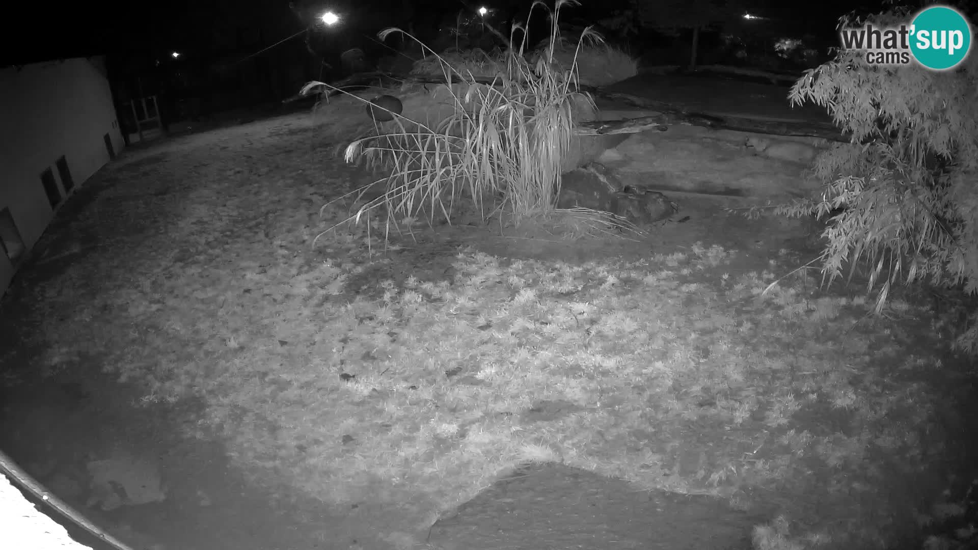 LION live Webcam in Ljubljana Zoo – Slovenia