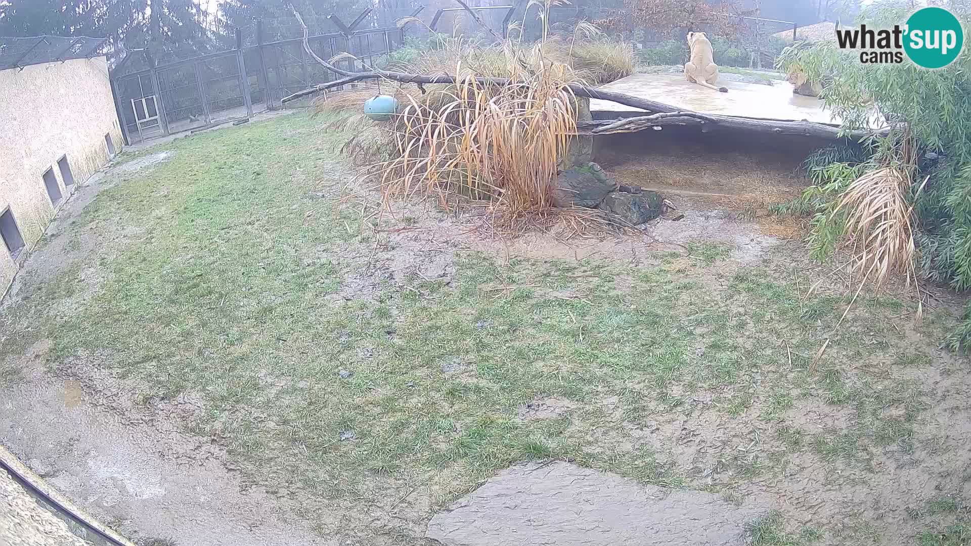 LEVI spletna kamera v živalskem vrtu Ljubljana Zoo