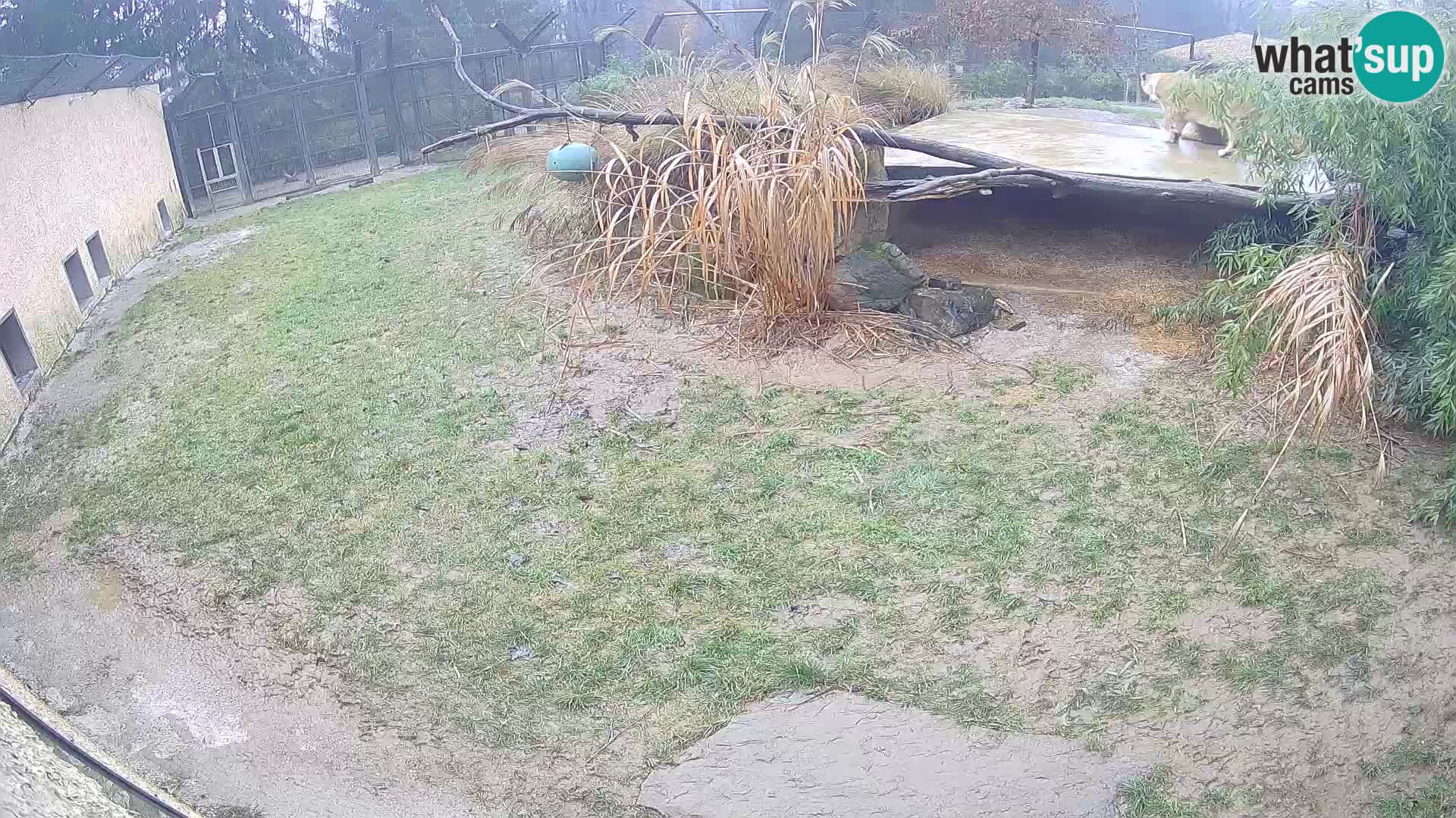 LEON Webcam en vivo en Ljubljana Zoo – Eslovenia