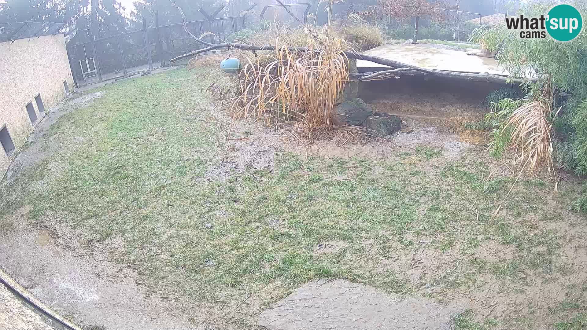 Lavovi web kamera uživo u ljubljanskom zoološkom vrtu – Slovenija