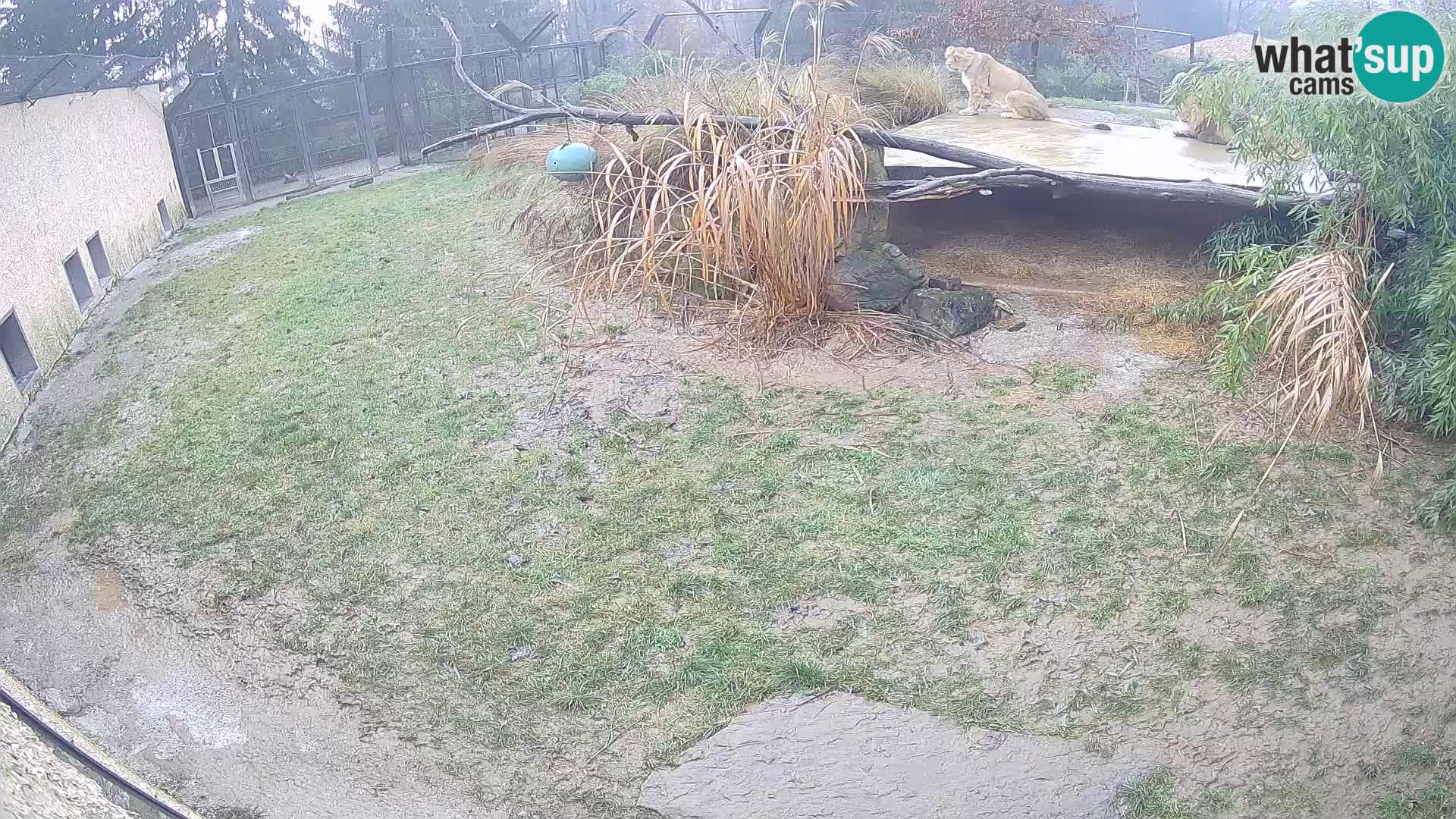 LION live Webcam in Ljubljana Zoo – Slovenia