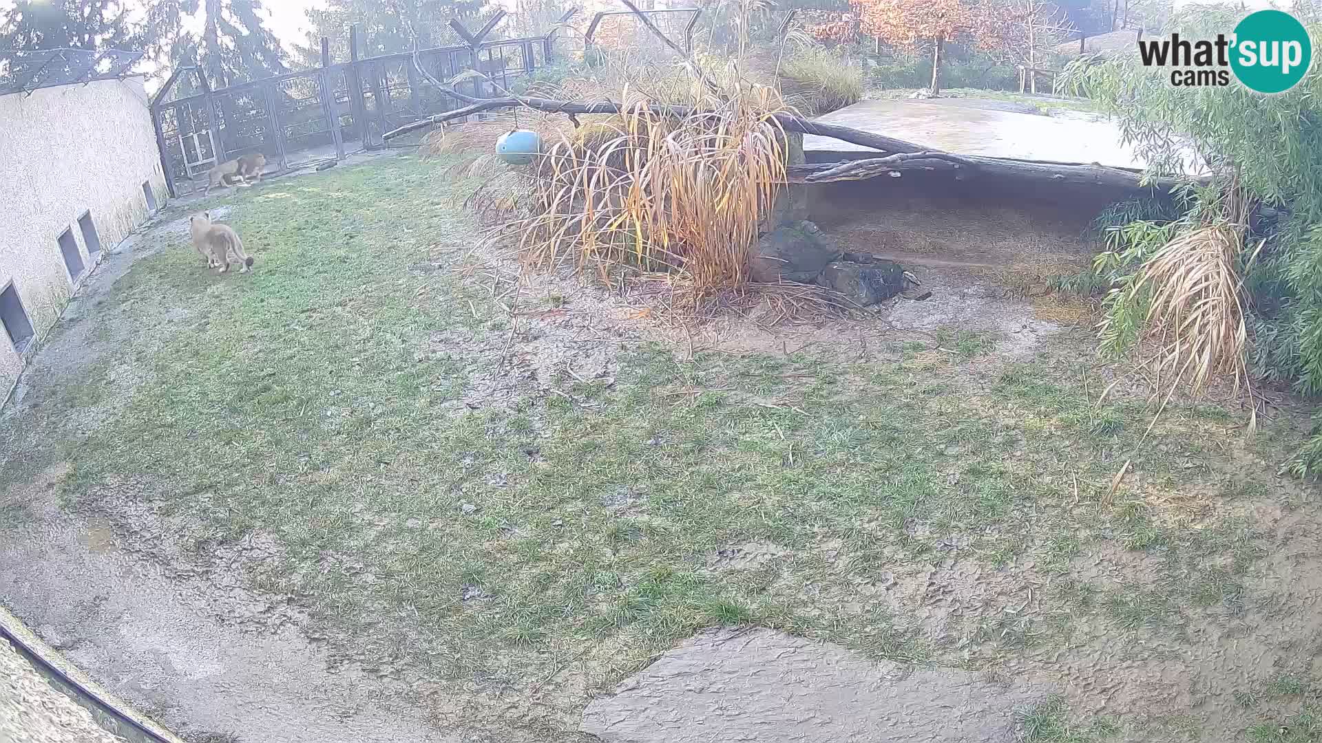 LEVI spletna kamera v živalskem vrtu Ljubljana Zoo