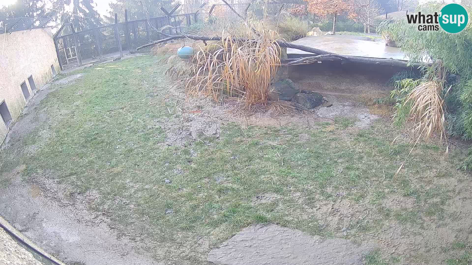 LION live Webcam in Ljubljana Zoo – Slovenia