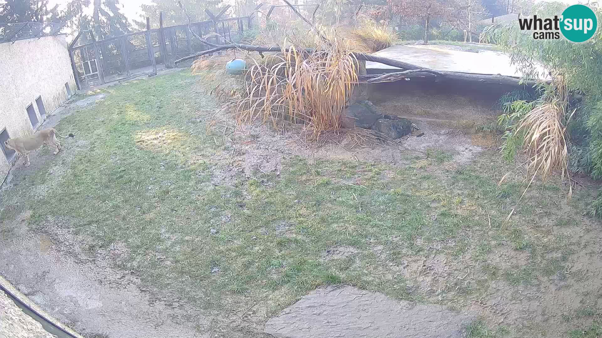 Löwe live Webcam im Zoo von Ljubljana – Slowenien