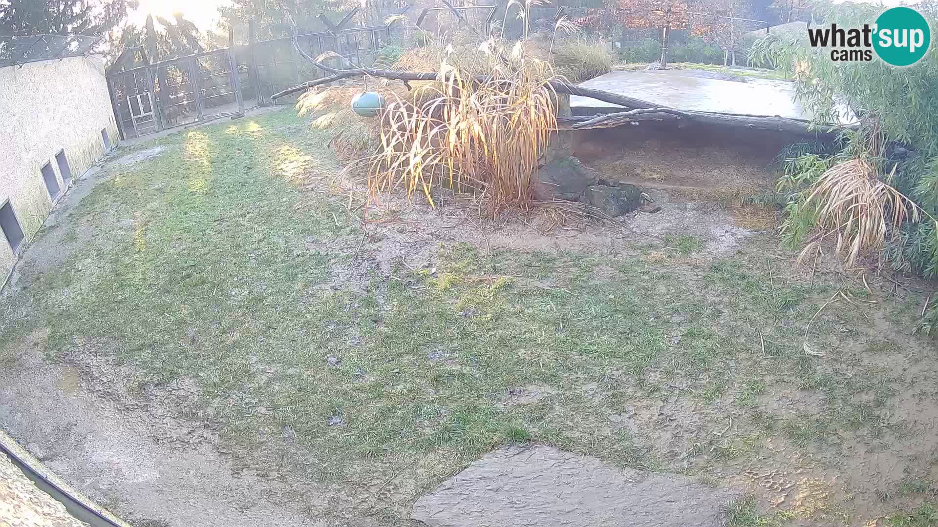 LION webcam en direct du zoo de Ljubljana – Slovénie