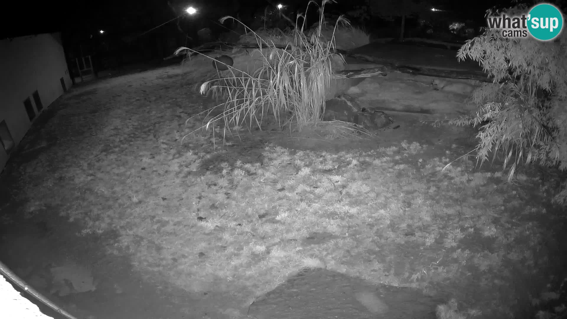 LION webcam en direct du zoo de Ljubljana – Slovénie