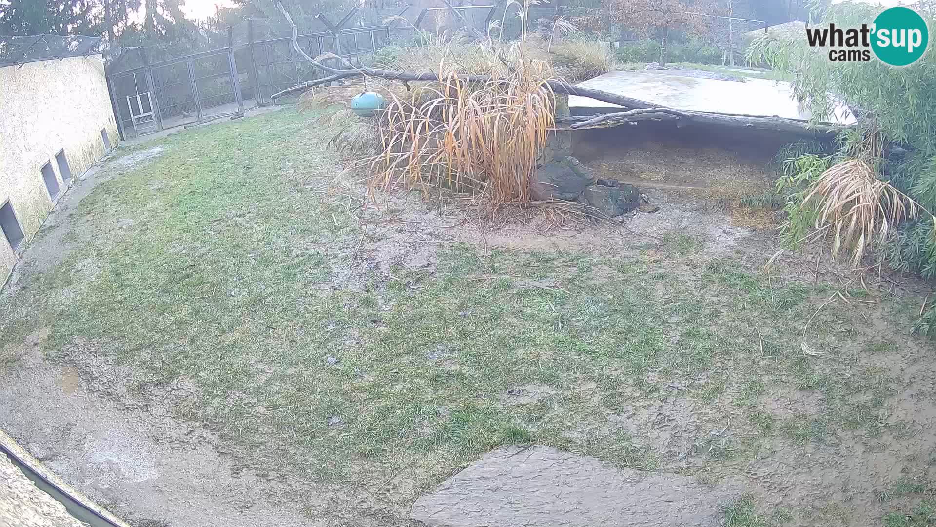 LION live Webcam in Ljubljana Zoo – Slovenia