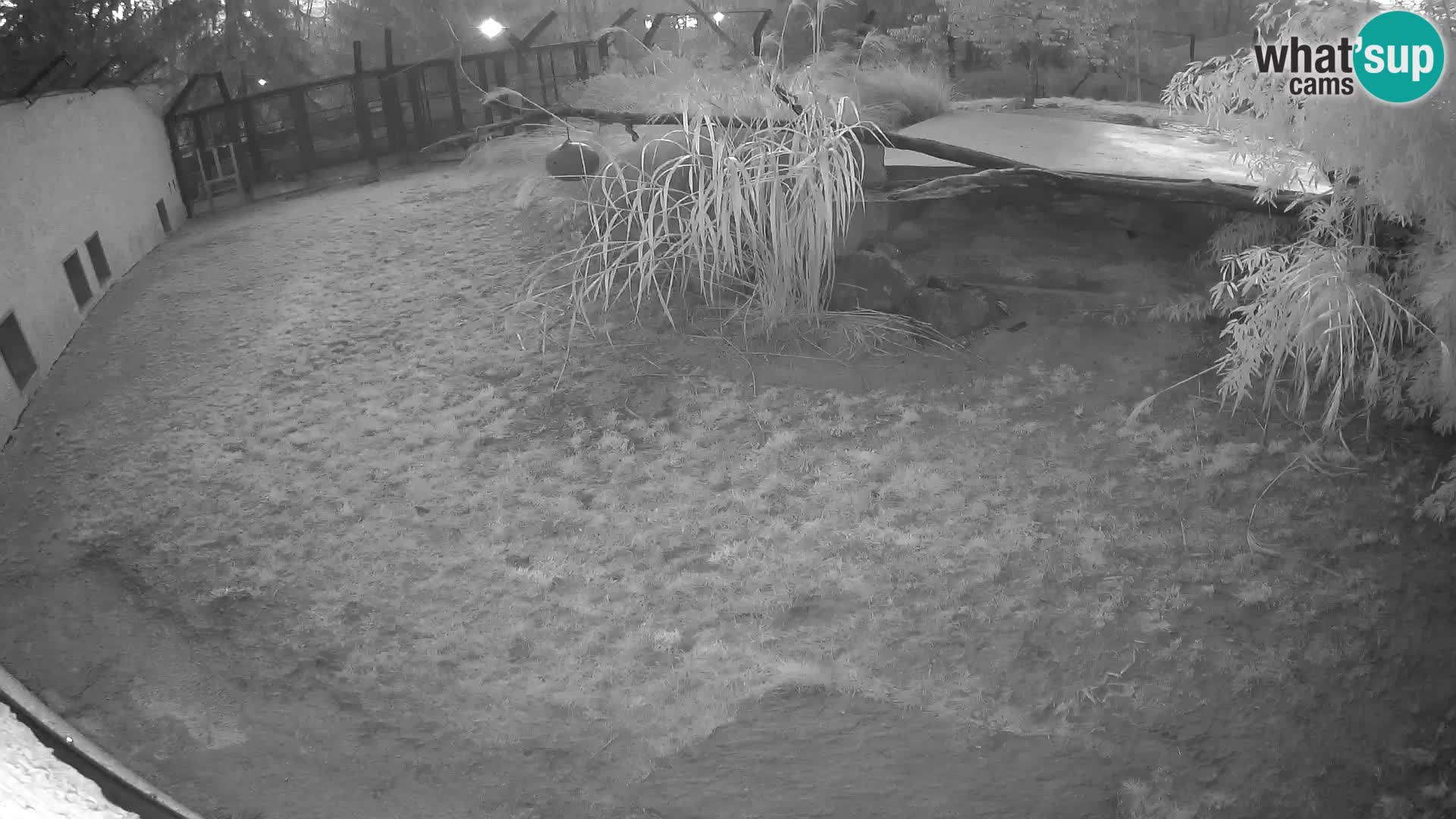LION live Webcam in Ljubljana Zoo – Slovenia