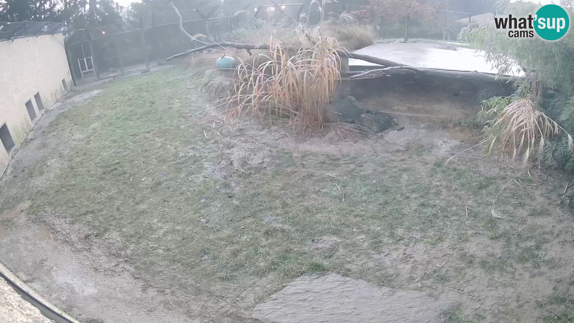 LION webcam en direct du zoo de Ljubljana – Slovénie