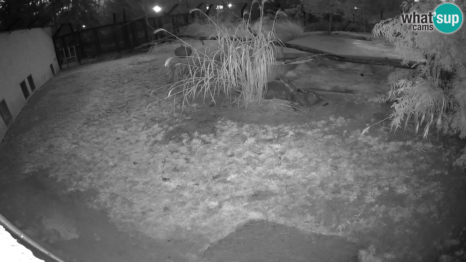 LEONE live Webcam nello zoo di Lubiana – Slovenia