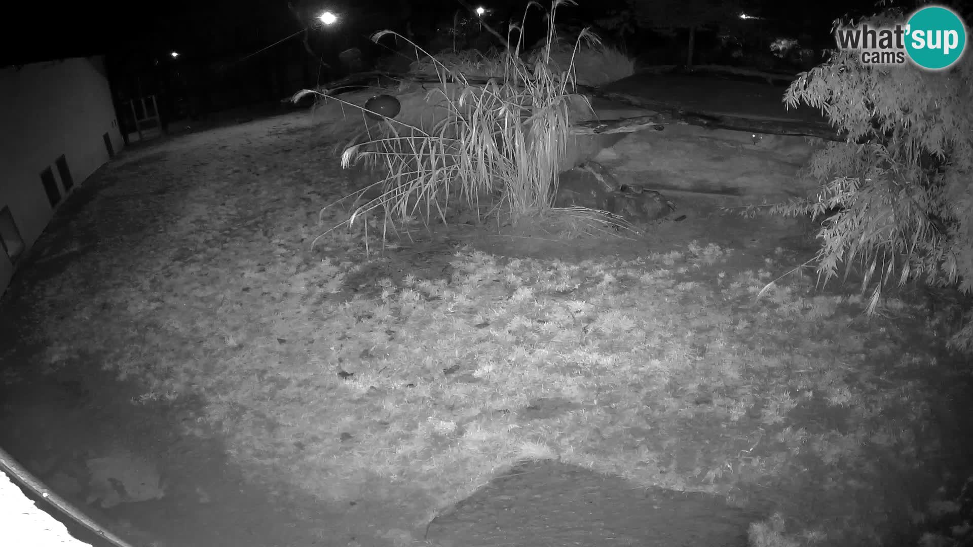 LEONE live Webcam nello zoo di Lubiana – Slovenia