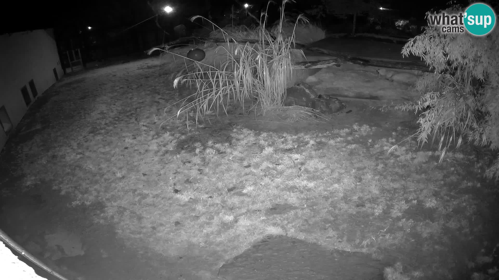 Löwe live Webcam im Zoo von Ljubljana – Slowenien