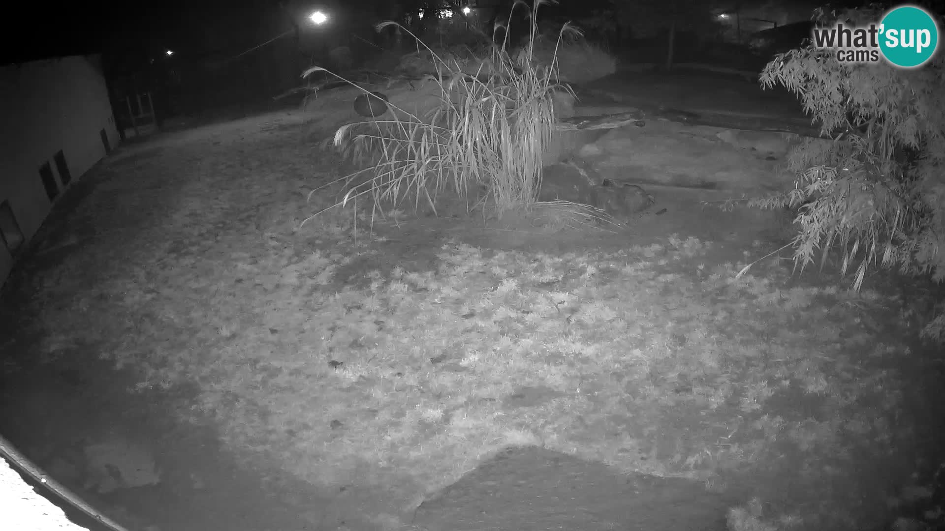 LEONE live Webcam nello zoo di Lubiana – Slovenia