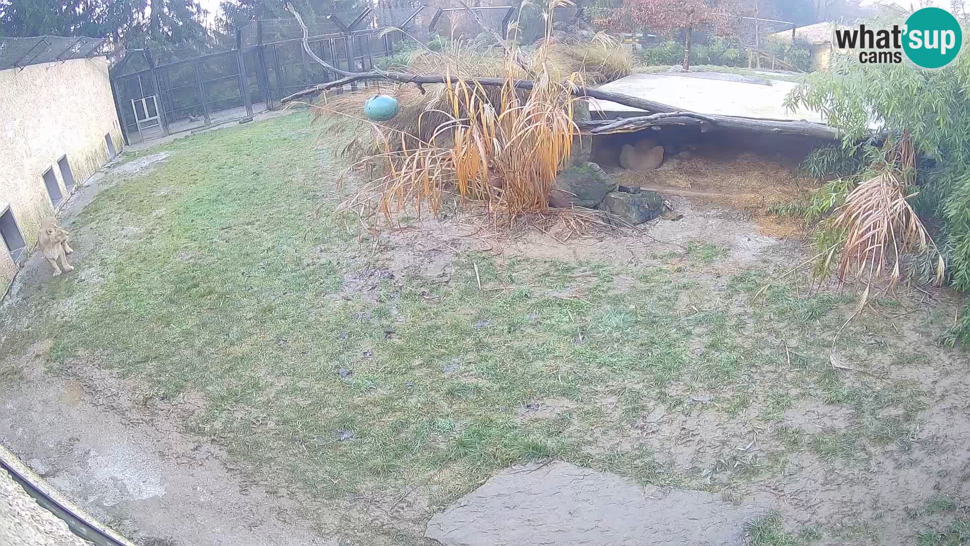 LION webcam en direct du zoo de Ljubljana – Slovénie