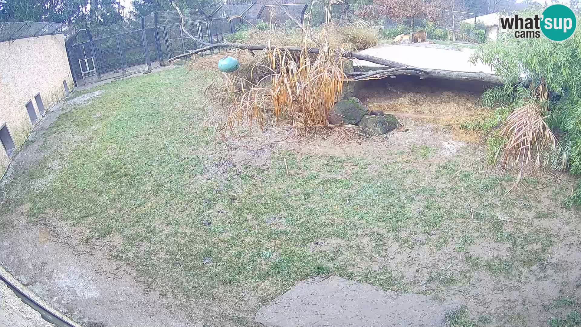 LEONE live Webcam nello zoo di Lubiana – Slovenia