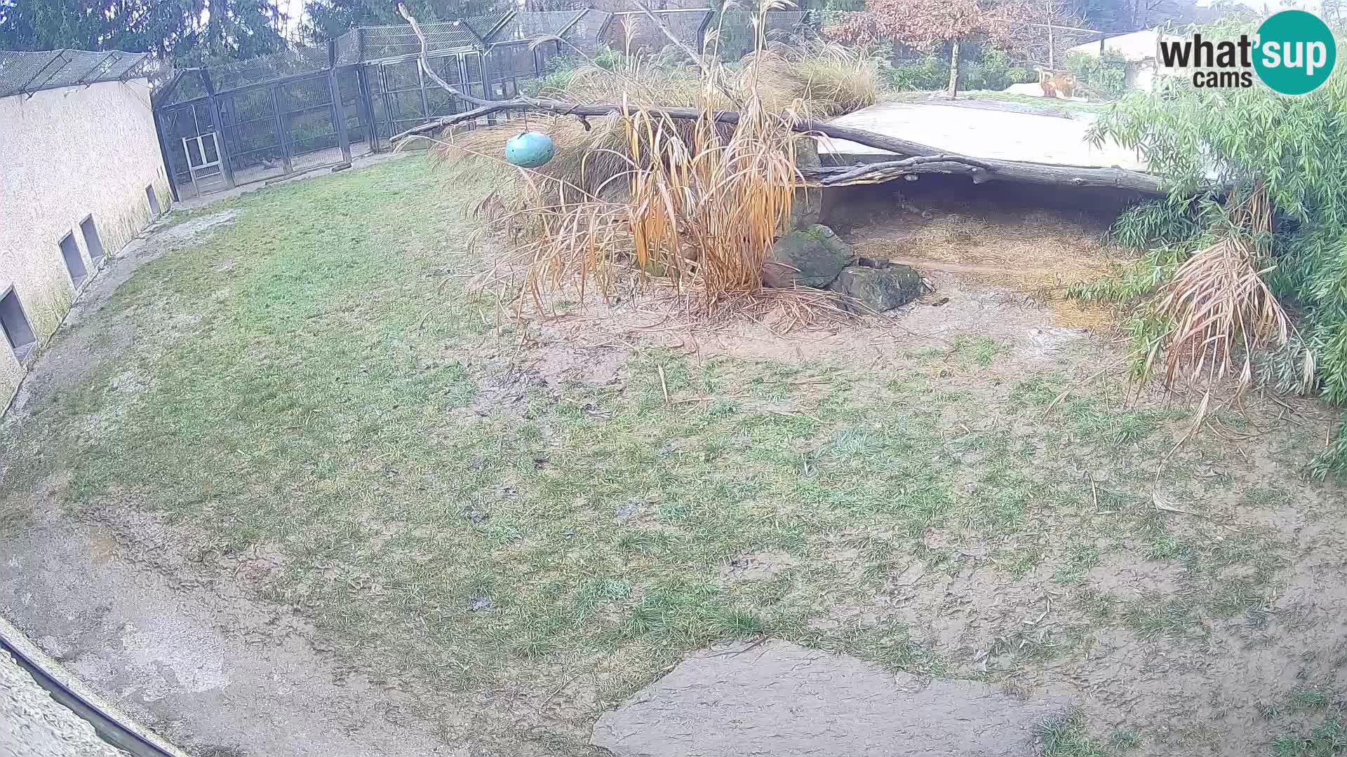 Lavovi web kamera uživo u ljubljanskom zoološkom vrtu – Slovenija