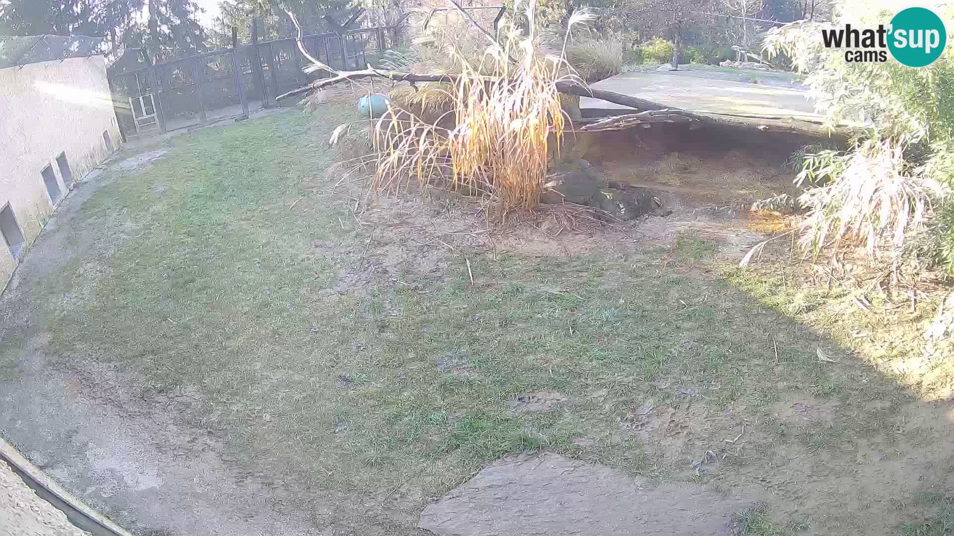 LION webcam en direct du zoo de Ljubljana – Slovénie