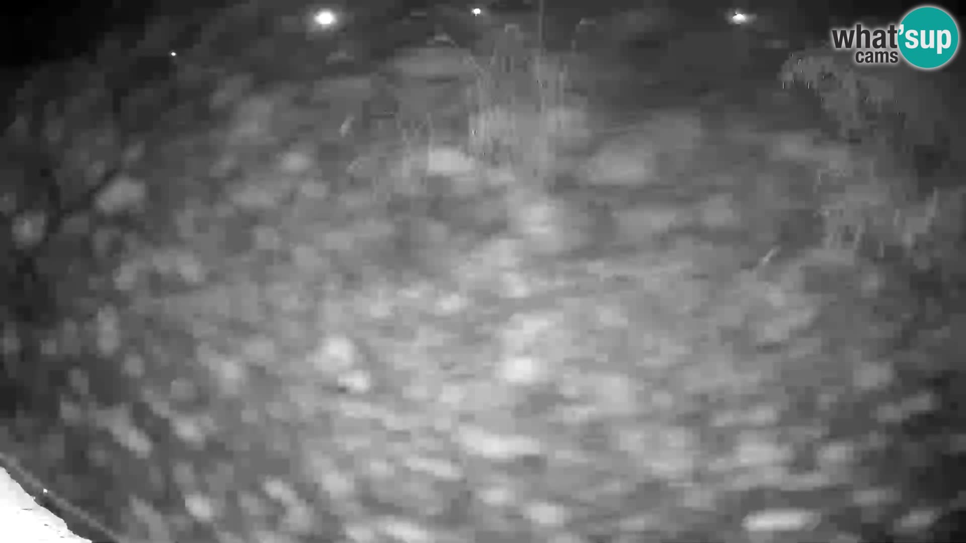 Lavovi web kamera uživo u ljubljanskom zoološkom vrtu – Slovenija