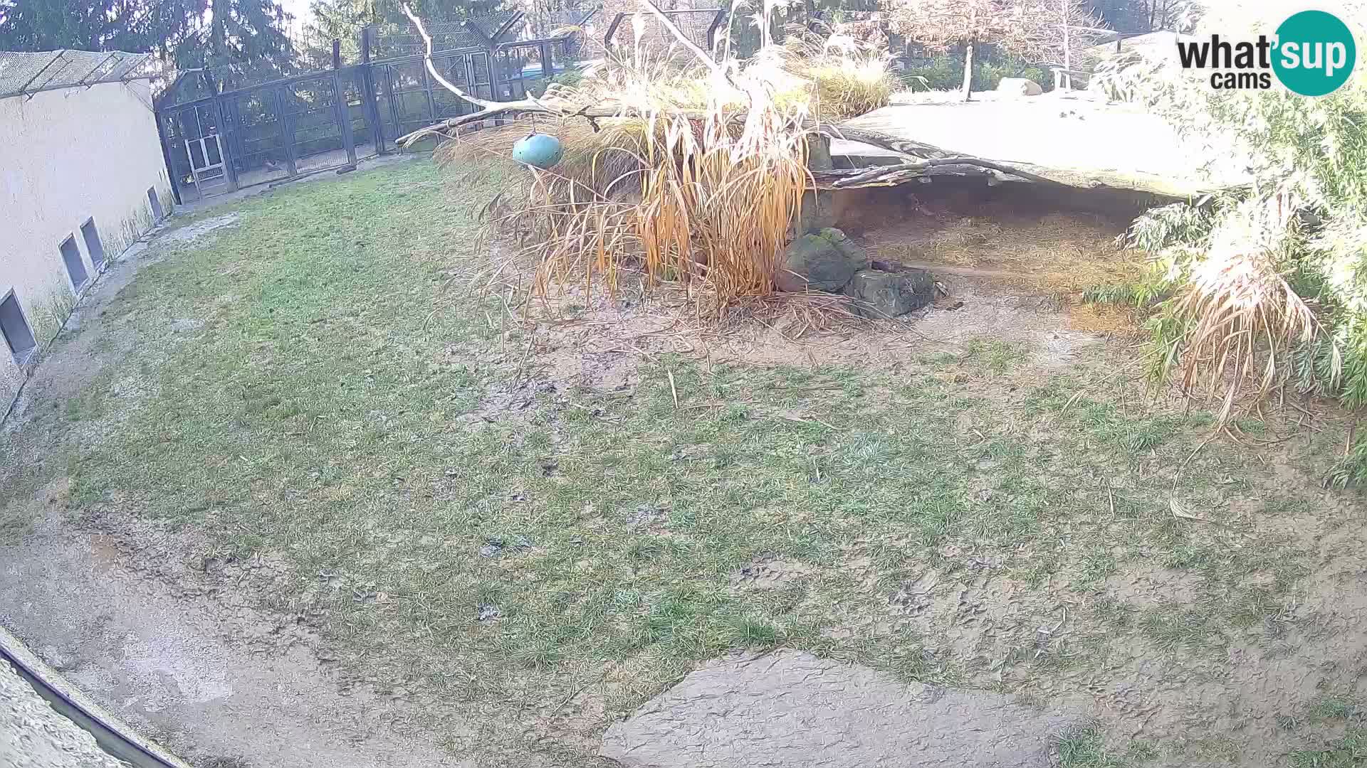 LEONE live Webcam nello zoo di Lubiana – Slovenia