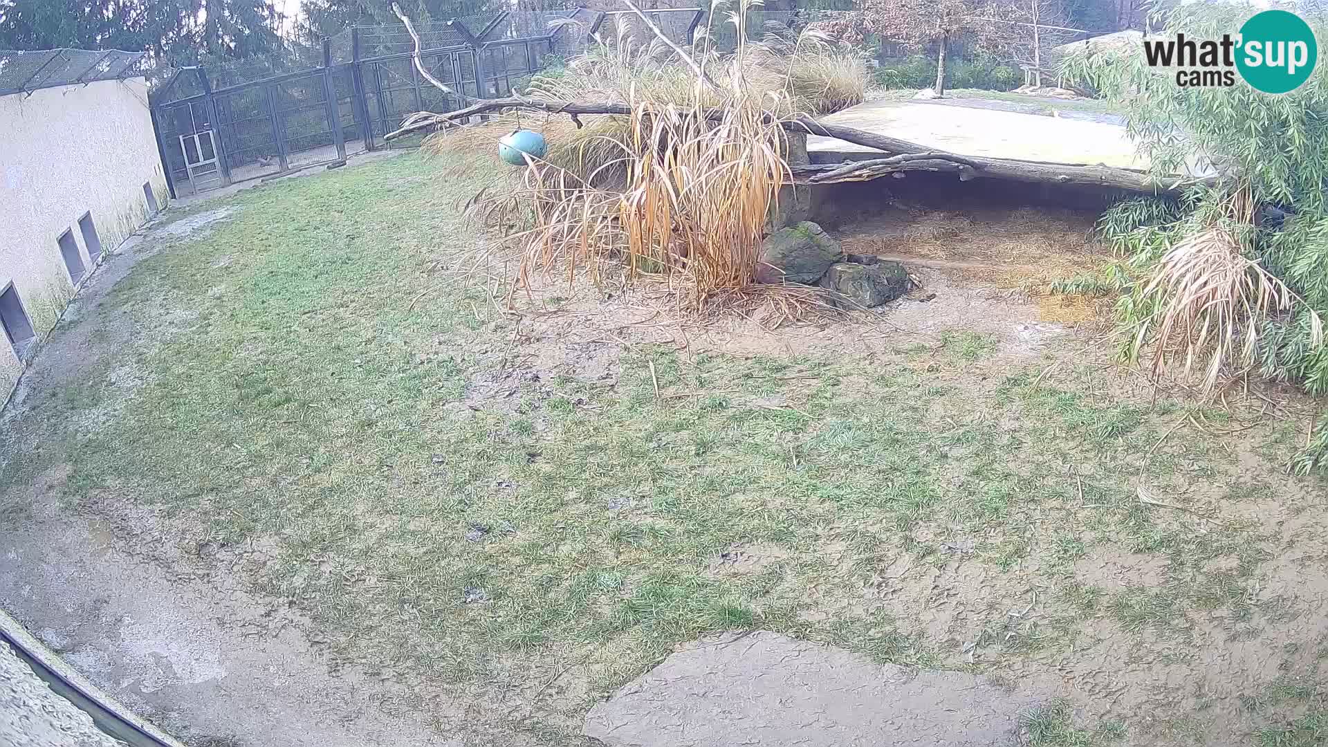 LEON Webcam en vivo en Ljubljana Zoo – Eslovenia