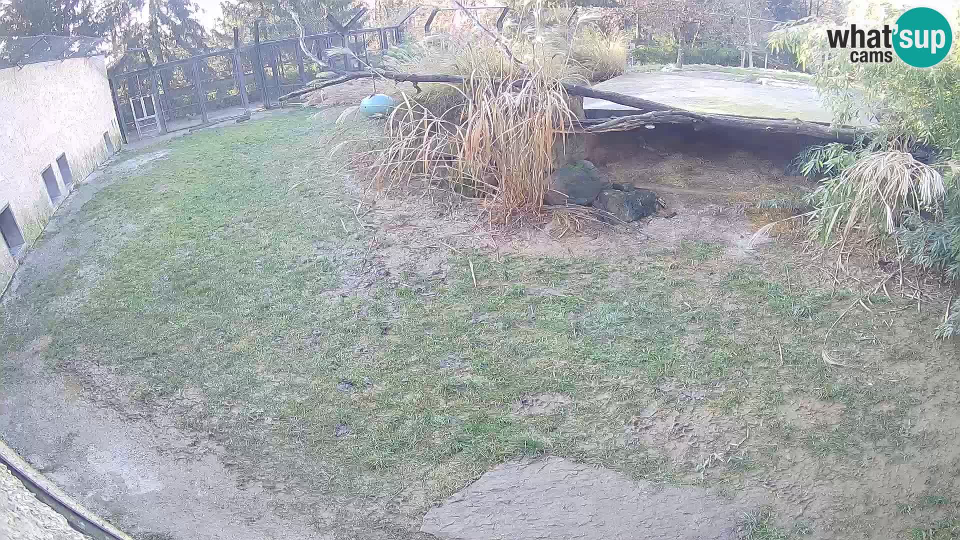 LEON Webcam en vivo en Ljubljana Zoo – Eslovenia