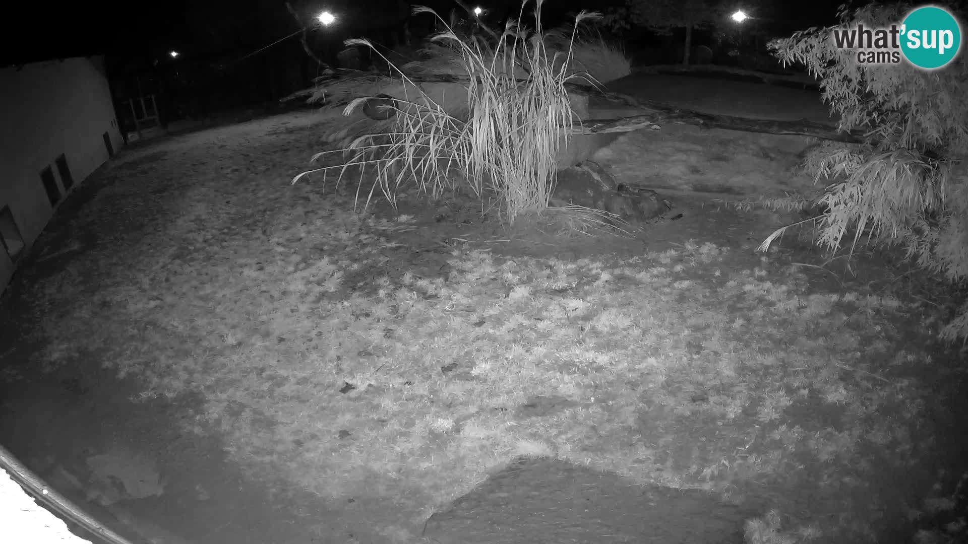 LION webcam en direct du zoo de Ljubljana – Slovénie