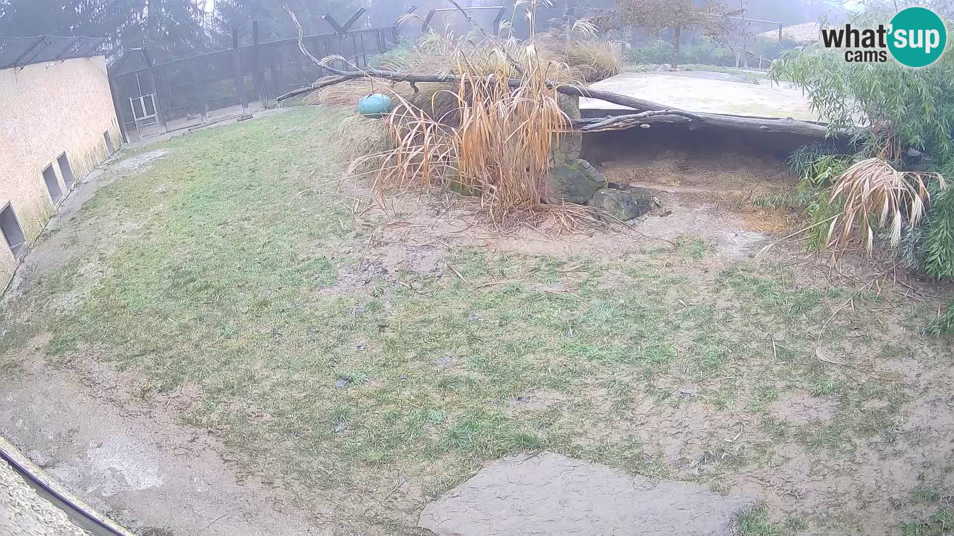 LION live Webcam in Ljubljana Zoo – Slovenia