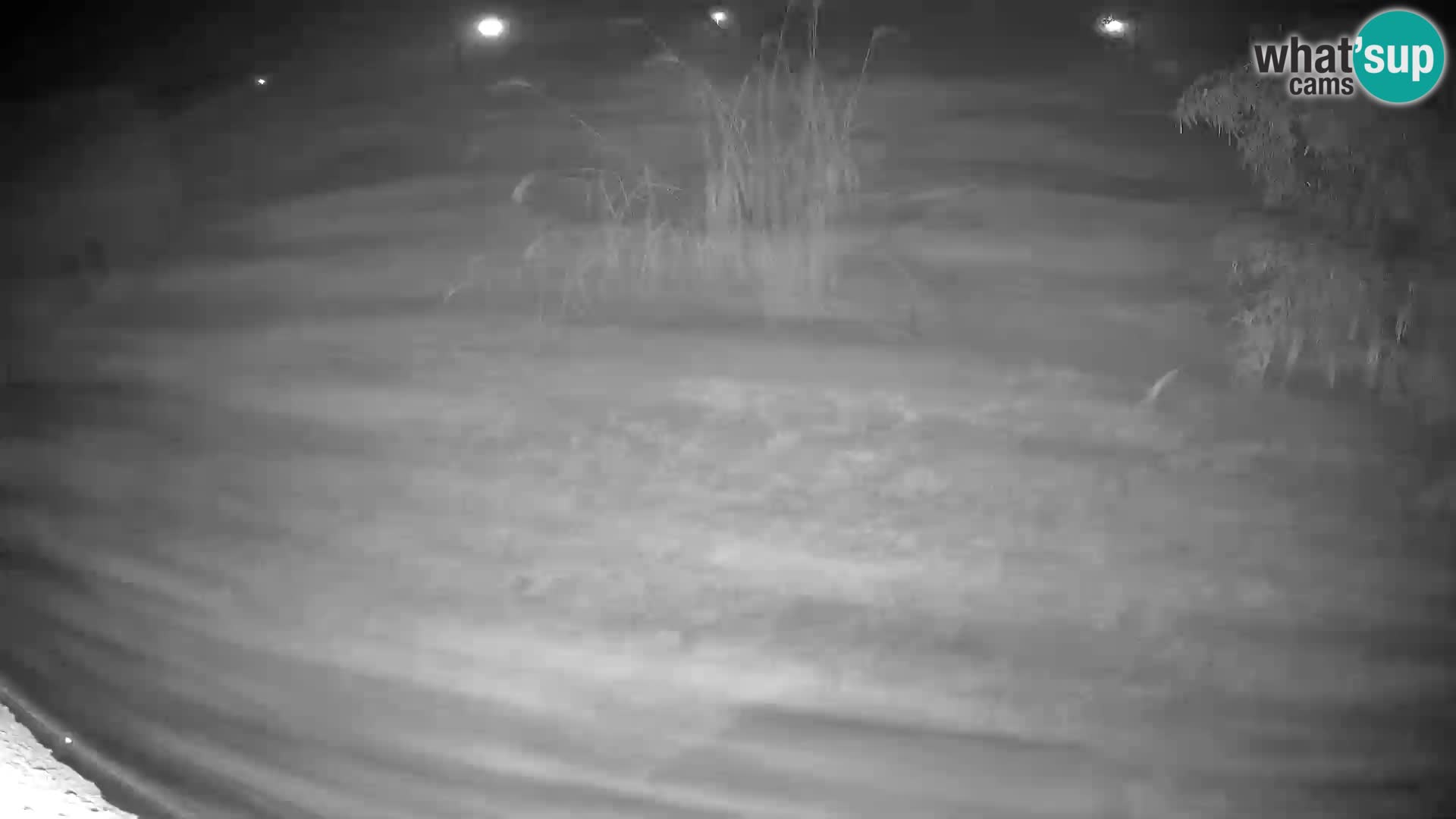 LION live Webcam in Ljubljana Zoo – Slovenia