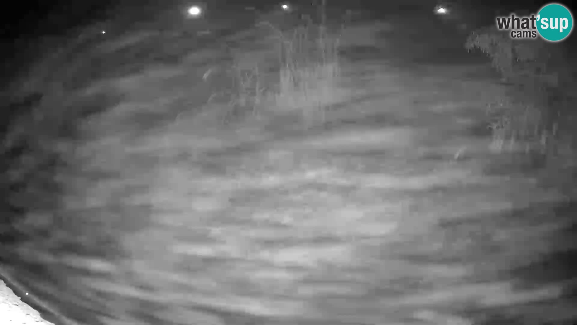 LION live Webcam in Ljubljana Zoo – Slovenia