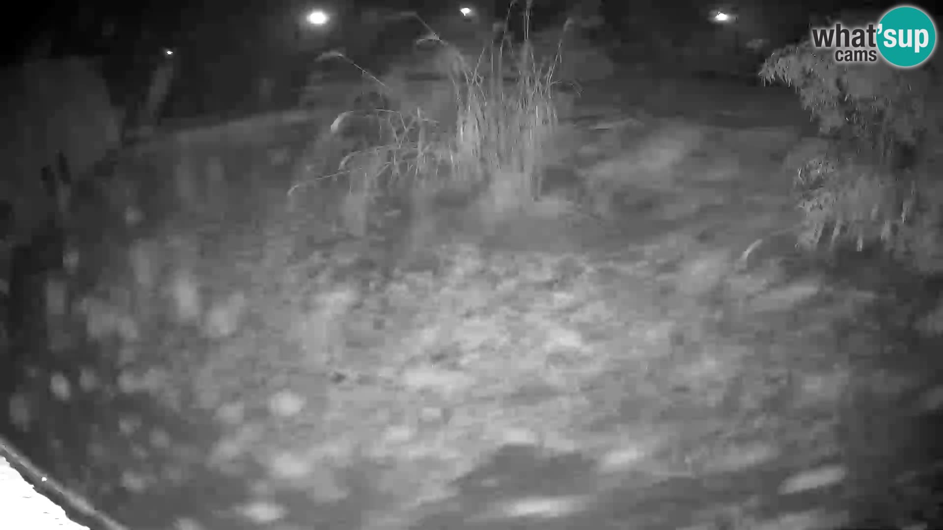 LION live Webcam in Ljubljana Zoo – Slovenia