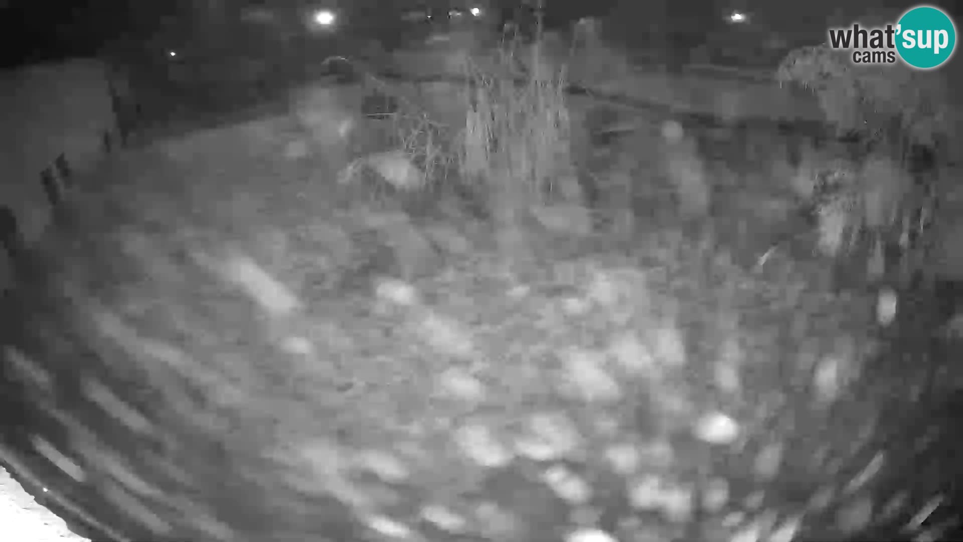 Lavovi web kamera uživo u ljubljanskom zoološkom vrtu – Slovenija