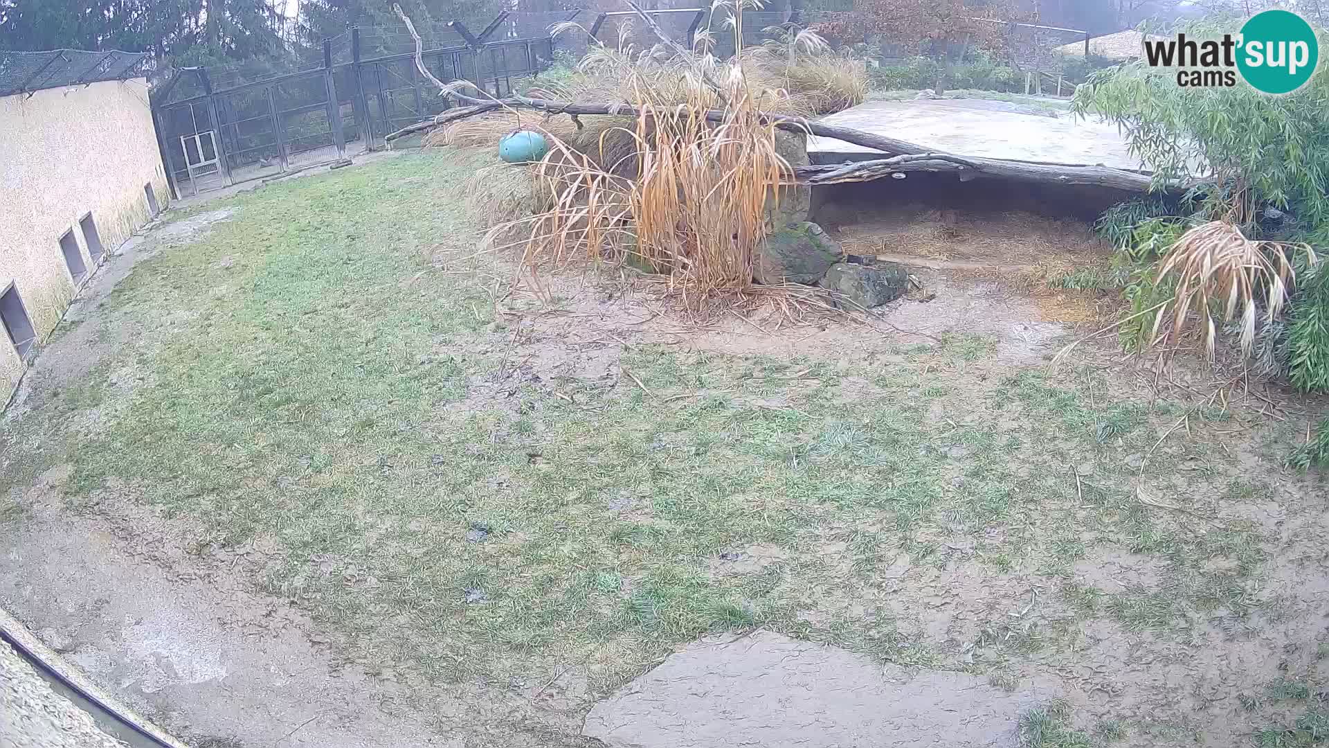 Lavovi web kamera uživo u ljubljanskom zoološkom vrtu – Slovenija