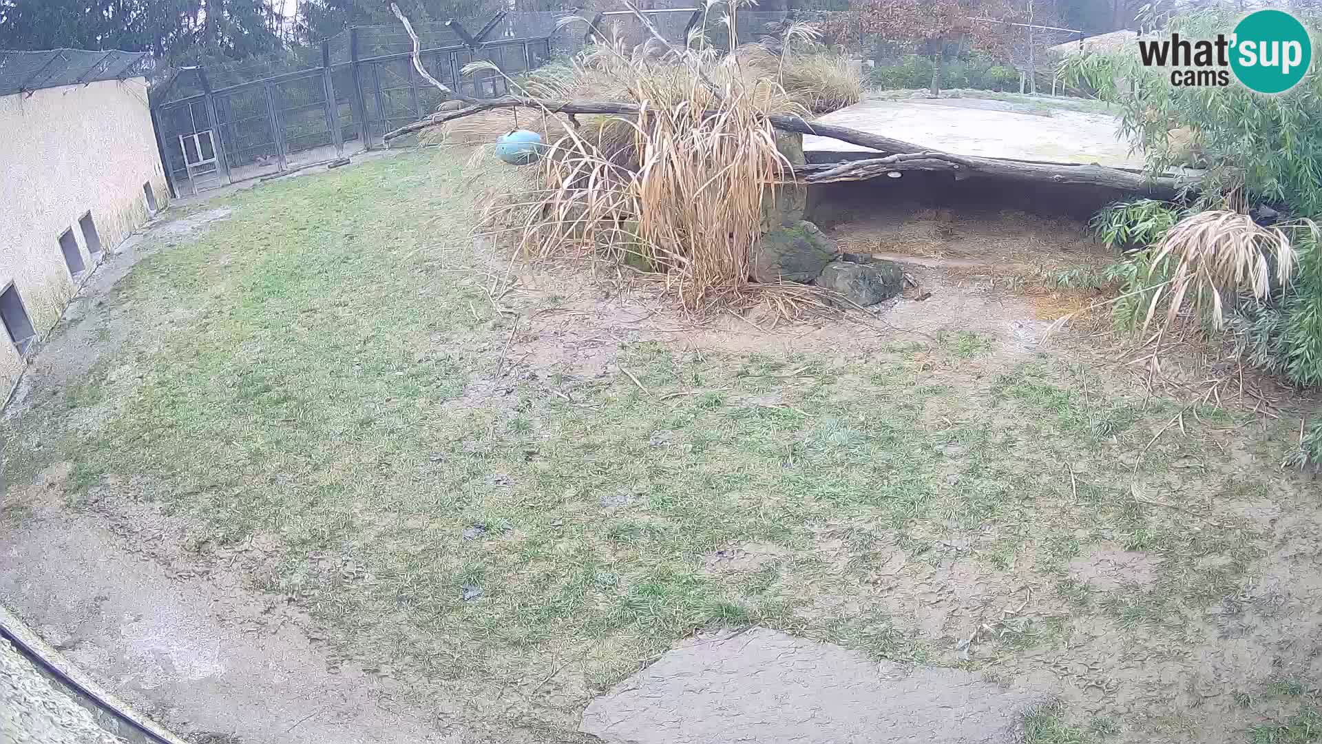 LEONE live Webcam nello zoo di Lubiana – Slovenia