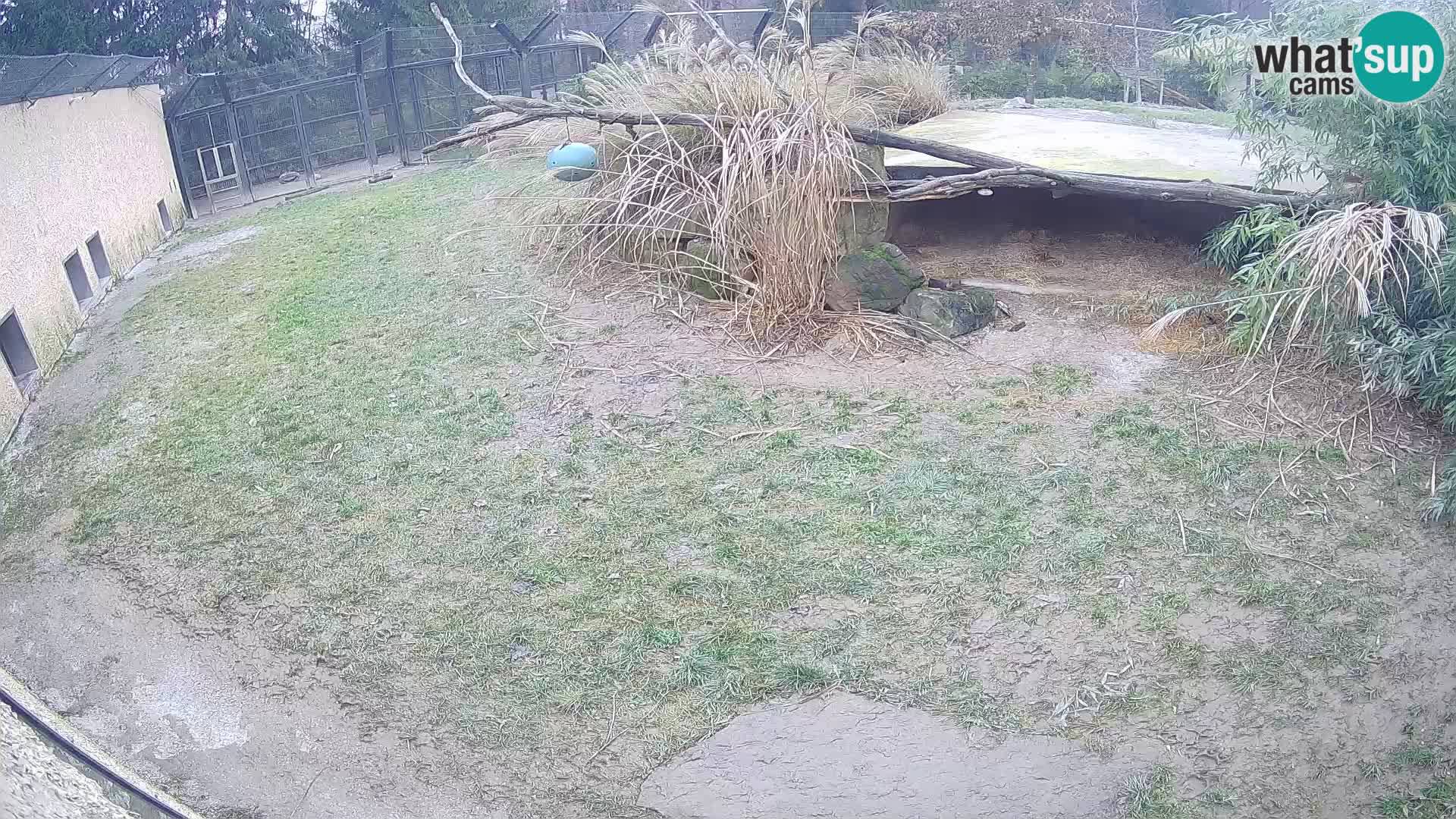 LION live Webcam in Ljubljana Zoo – Slovenia