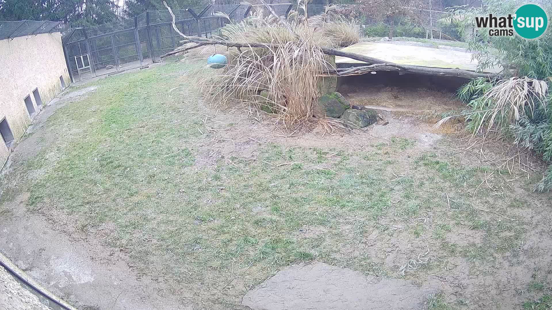 Lavovi web kamera uživo u ljubljanskom zoološkom vrtu – Slovenija