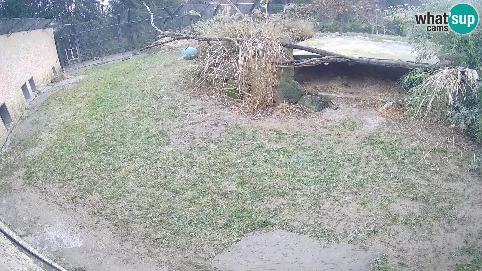 Lavovi web kamera uživo u ljubljanskom zoološkom vrtu – Slovenija