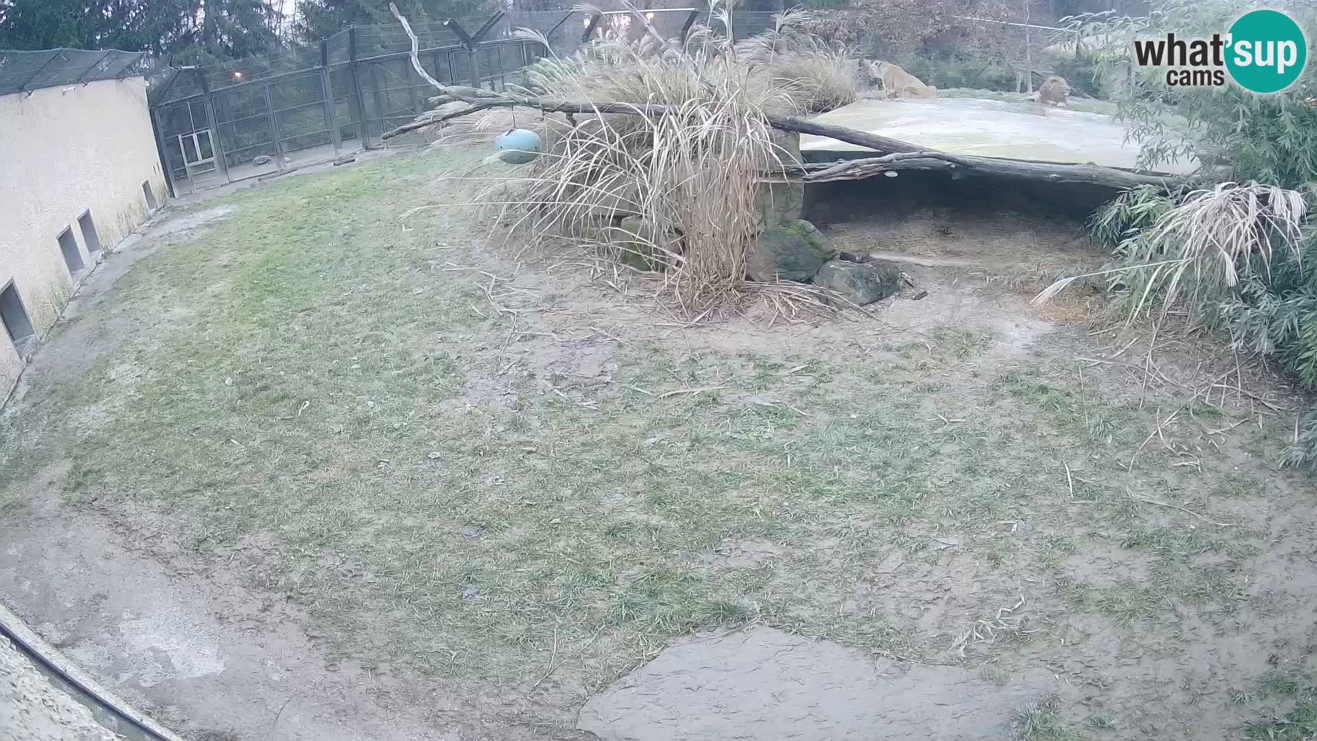 Löwe live Webcam im Zoo von Ljubljana – Slowenien