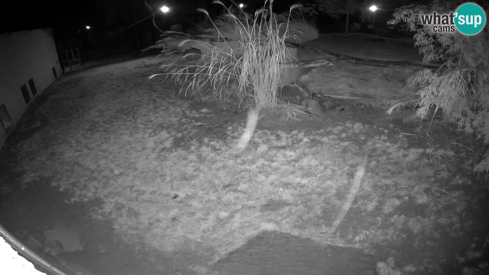 LEON Webcam en vivo en Ljubljana Zoo – Eslovenia