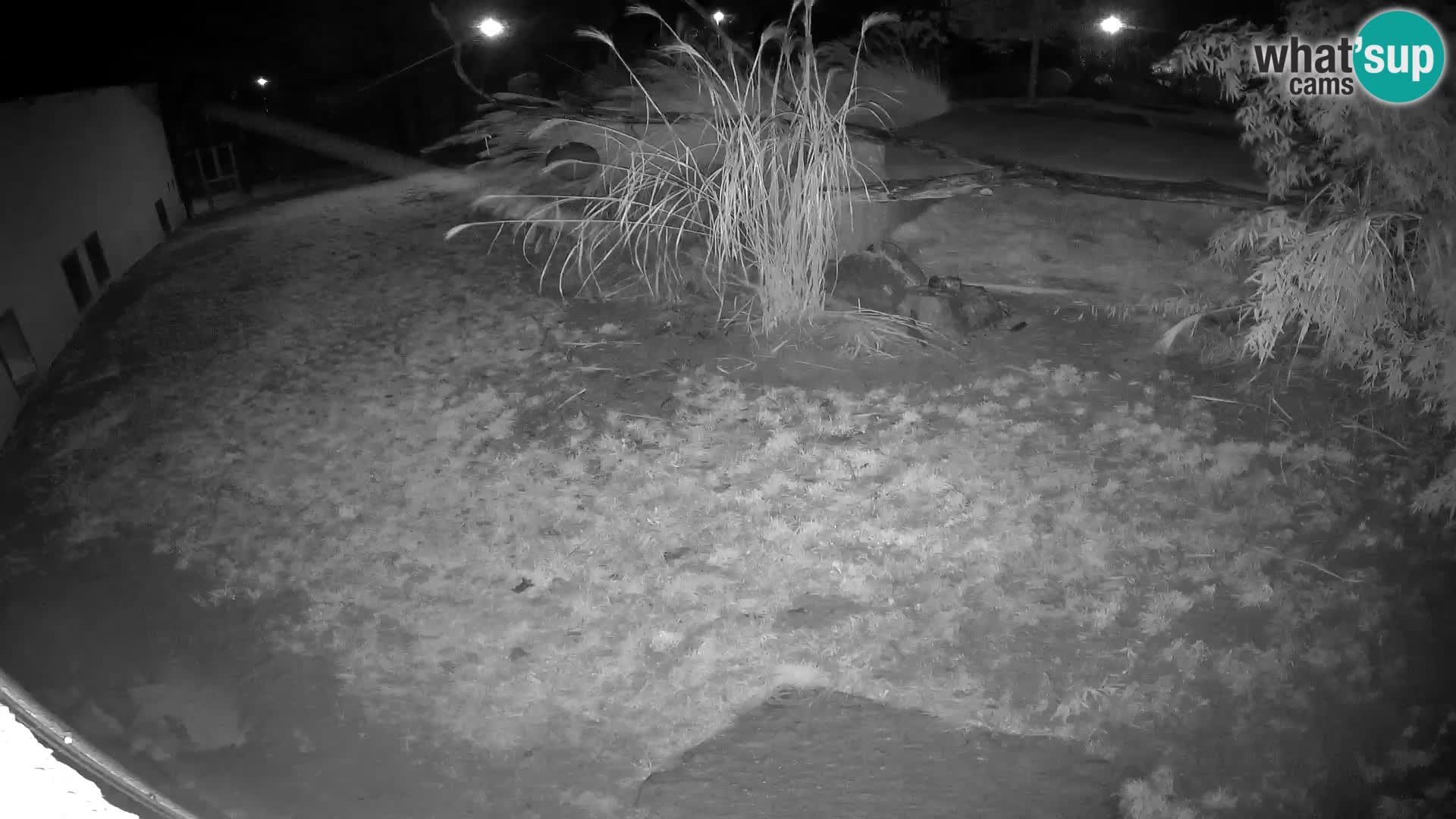 LION webcam en direct du zoo de Ljubljana – Slovénie