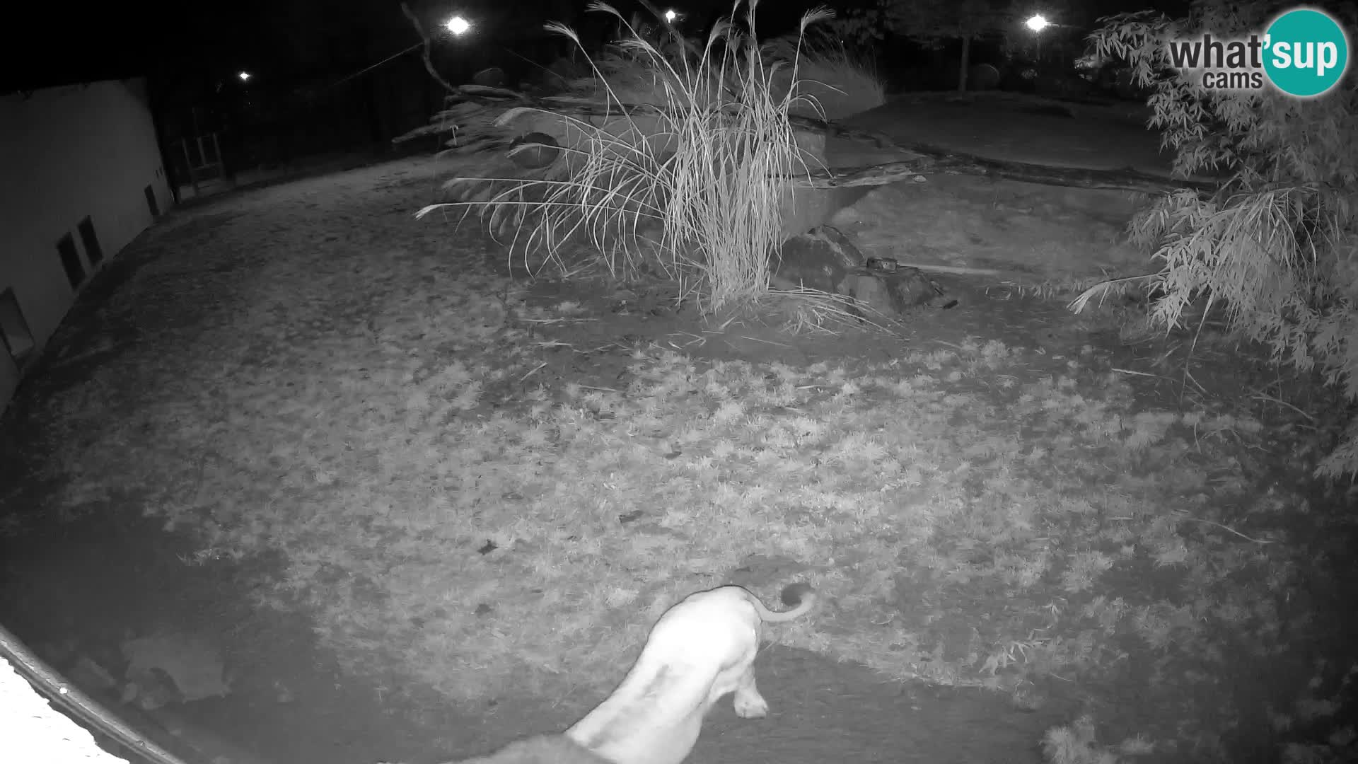 LEON Webcam en vivo en Ljubljana Zoo – Eslovenia