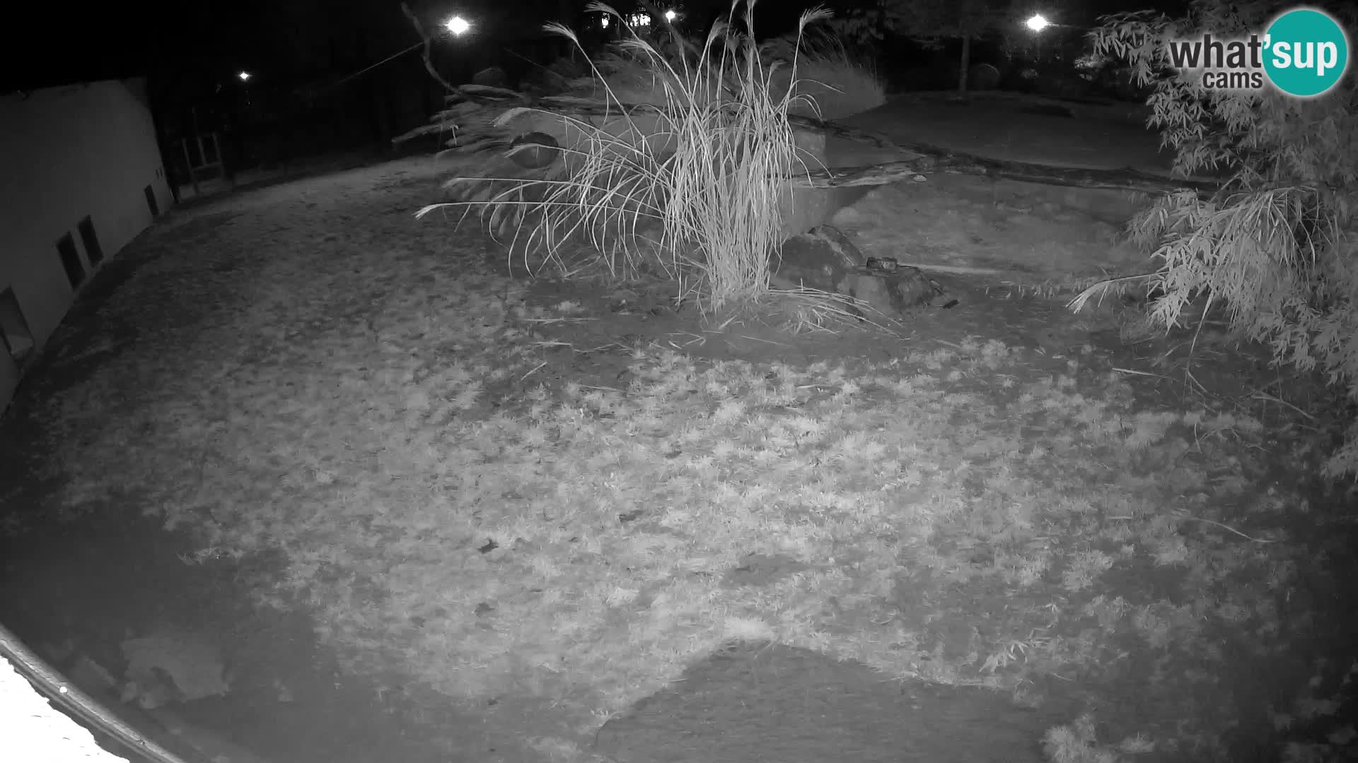 LEON Webcam en vivo en Ljubljana Zoo – Eslovenia