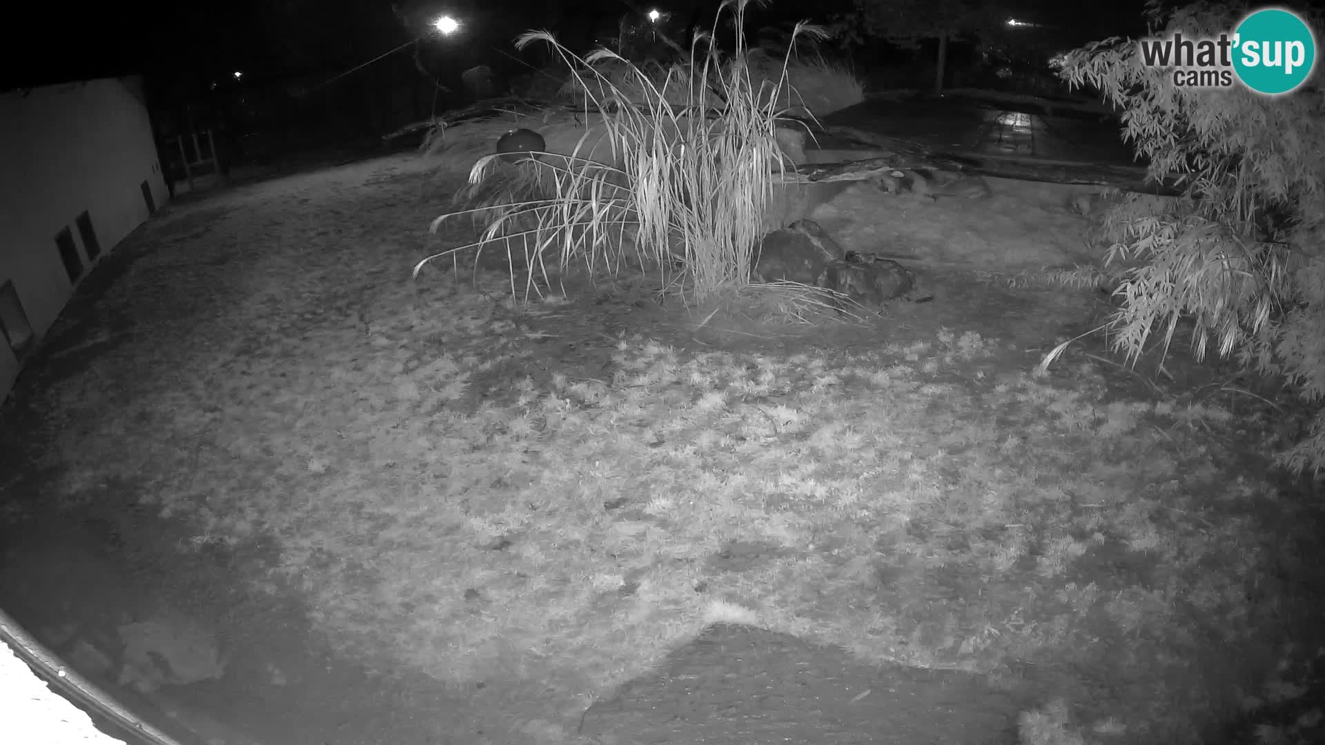 LION live Webcam in Ljubljana Zoo – Slovenia